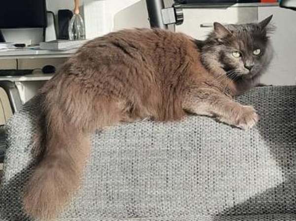 Olivia möchte bei Ihnen einziehen