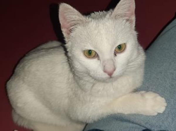 Junger Blanco sucht sein Zuhause
