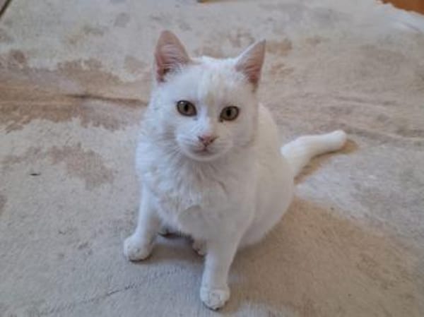 Junger Blanco sucht sein Zuhause