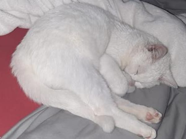 Junger Blanco sucht sein Zuhause