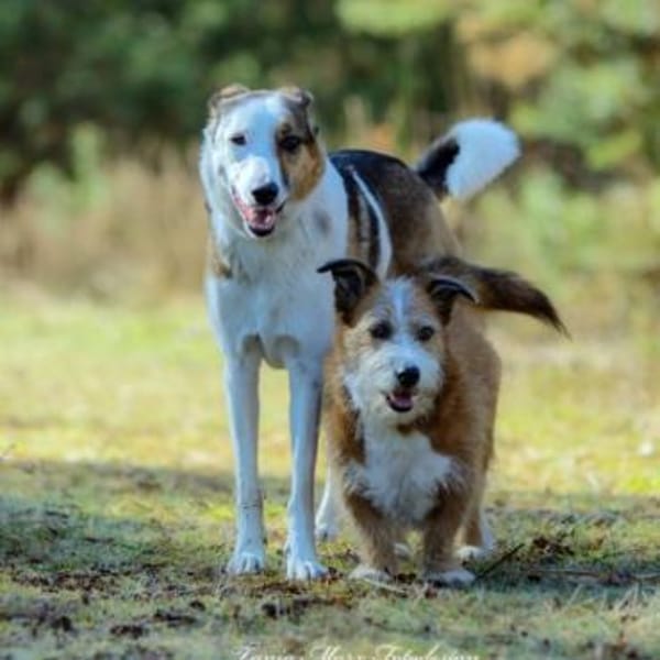 Charakterhund Lizu sucht eigene Familie