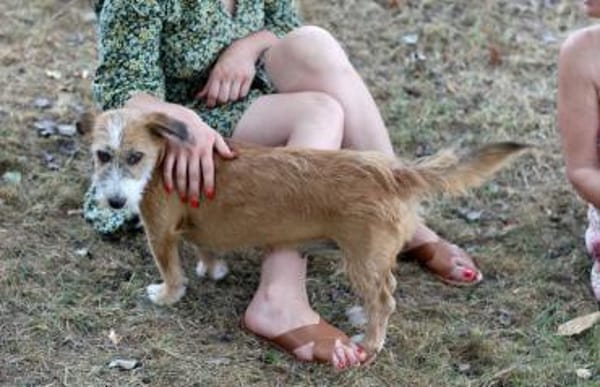 Charakterhund Lizu sucht eigene Familie