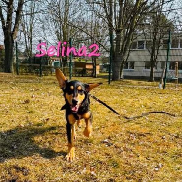 Selina 2 Traumhund sucht Dich 9/24 DE
