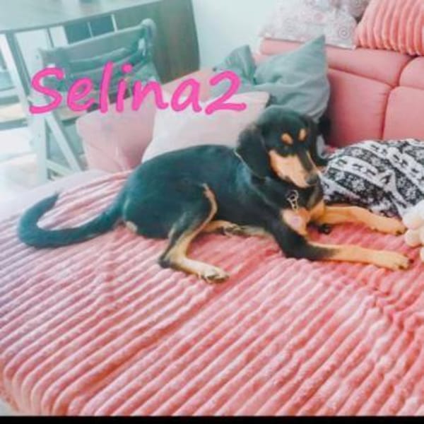 Selina 2 Traumhund sucht Dich 9/24 DE