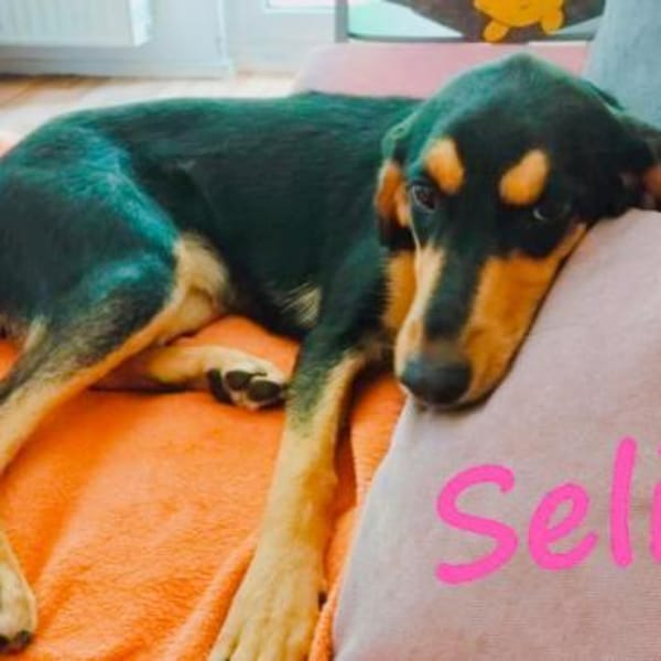 Selina 2 Traumhund sucht Dich 9/24 DE