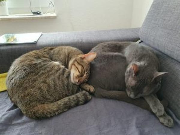 Icaro möchte Zuhause finden