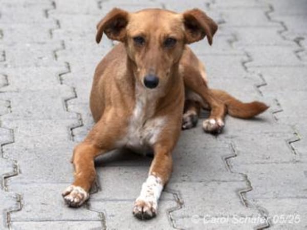 Phia ist sanft und megasüß