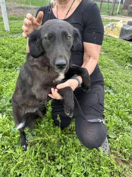 LYNN ❤🐾  ca 45cm, ruhig und liebenswer