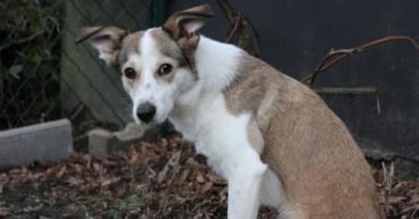 SOPHIA - kleine, tapfere Hundedame