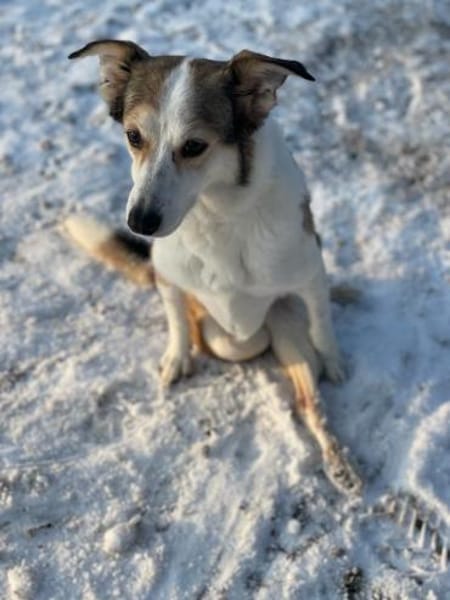 SOPHIA - kleine, tapfere Hundedame