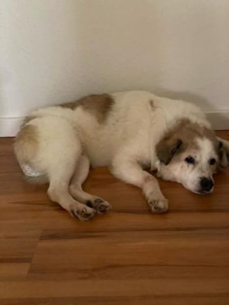 SCHRÖDI -Gnadenplatz gesucht-