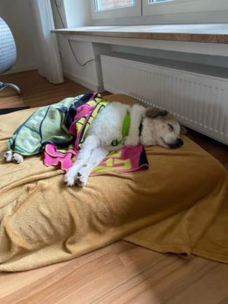 SCHRÖDI -Gnadenplatz gesucht-