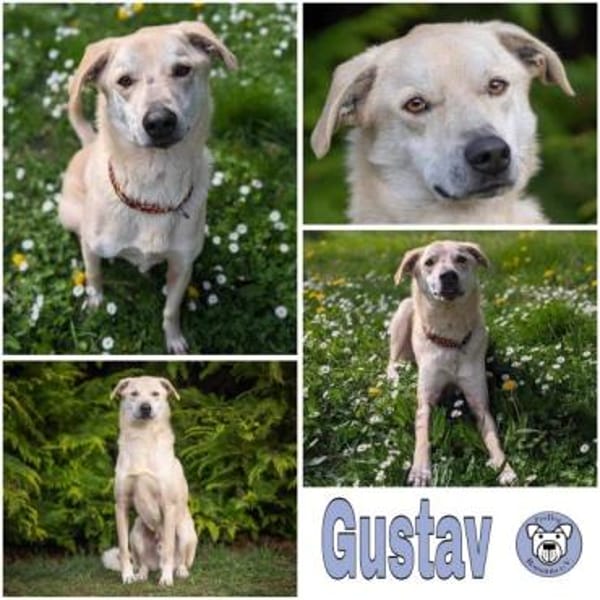 GUSTAV * spezieller Kooperationspartner