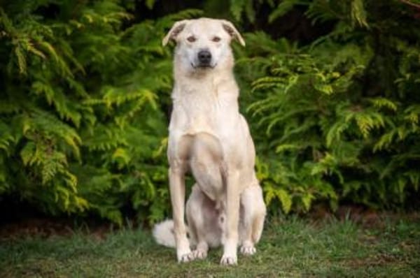GUSTAV * spezieller Kooperationspartner