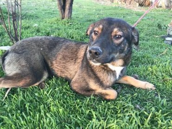 ❤ 🐾 TOM,  geb.24.04.2023, ca 40/45 cm.