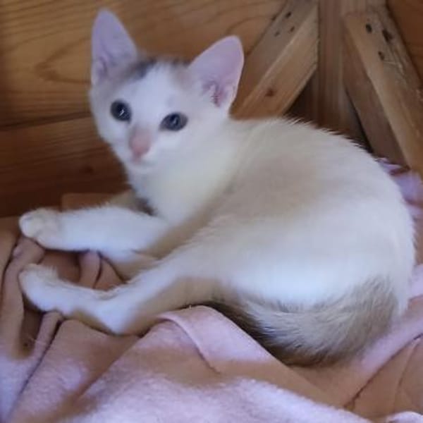 Lia, kleine Maus mit großem Herz!