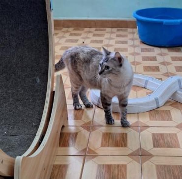 Sanfte, liebe Siam-Mix-Katze Tofu