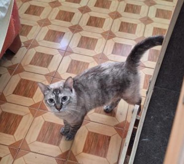 Sanfte, liebe Siam-Mix-Katze Tofu