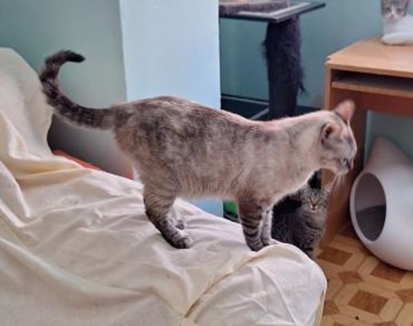 Sanfte, liebe Siam-Mix-Katze Tofu