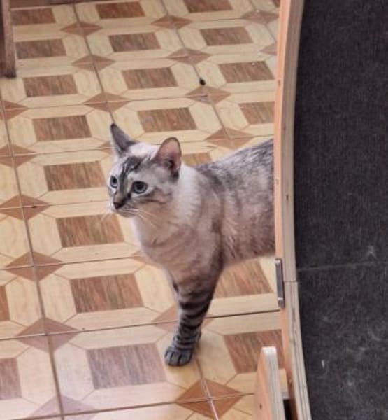 Sanfte, liebe Siam-Mix-Katze Tofu