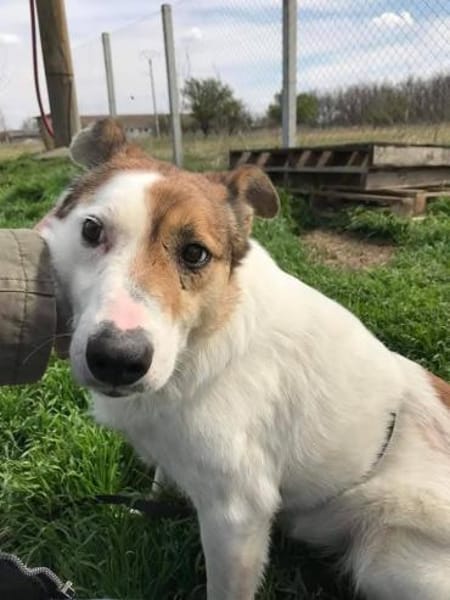 ❤ VIANA ❤ liebenswertes Ömchen sucht..