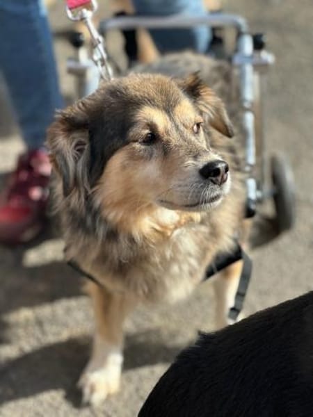 ZOE - liebe, verschmuste Handicap-Dame