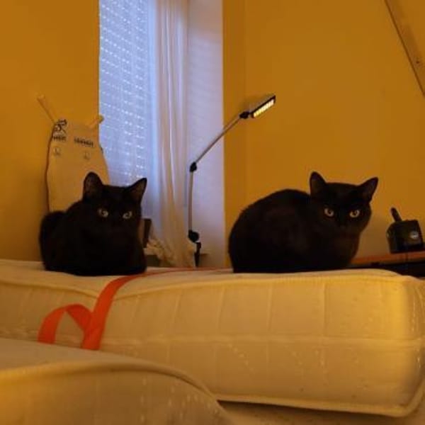 GREENY & YELLO
