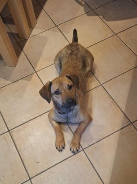 Holly Dackel Mischling Hündin Junghund