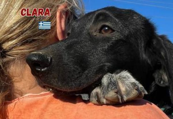 Clara - Verspielte Kuschelmaus