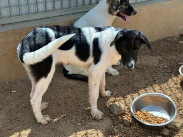 Liebenswerte Jada sucht Zuhause