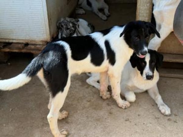Liebenswerte Jada sucht Zuhause