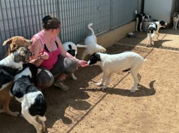 Liebenswerte Jada sucht Zuhause