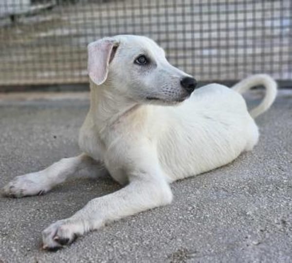 Fabietto in der Tierherberge Donzdorf