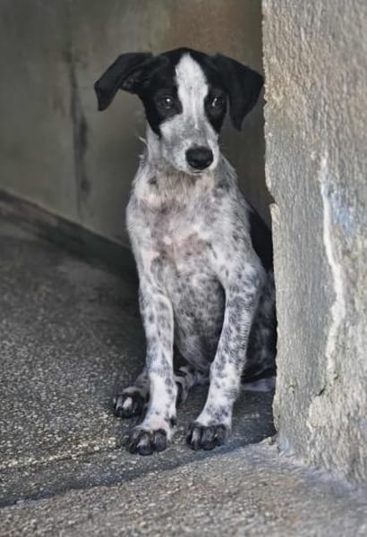 Flavia ist in der Tierherberge Donzdorf