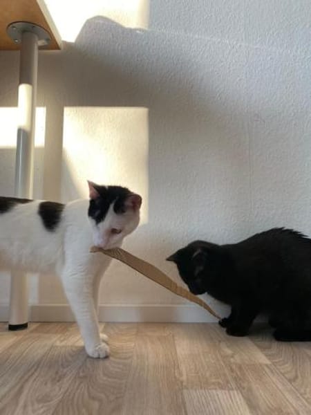 Peppa und Sally aus dem Tierschutz
