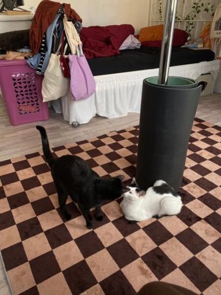 Peppa und Sally aus dem Tierschutz