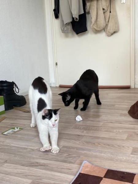 Peppa und Sally aus dem Tierschutz
