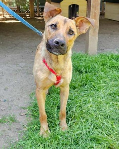 Nella im Tierheim Sulzbach