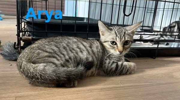 Arya