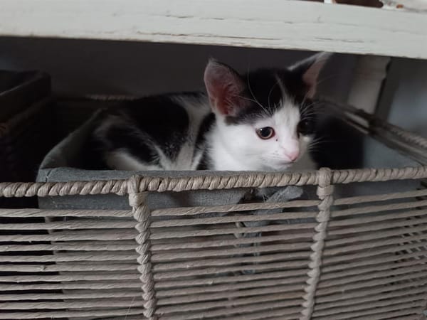 LUNA