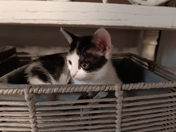 LUNA