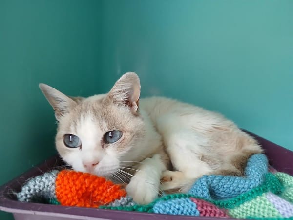 elsie