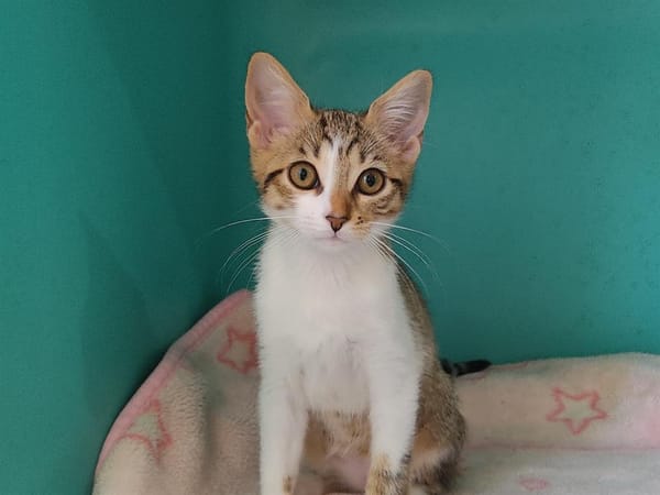 HaÏku (en  cours d'adoption)