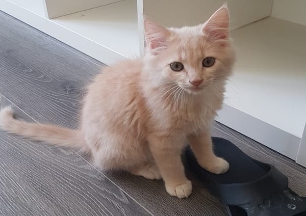PEPITO