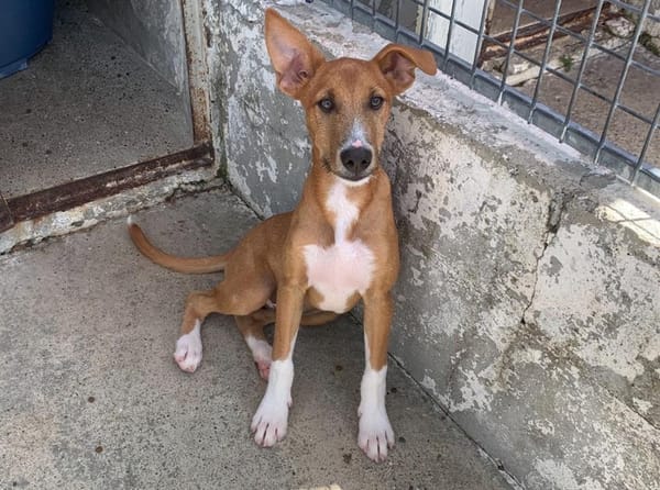 Pacou [Chiot]