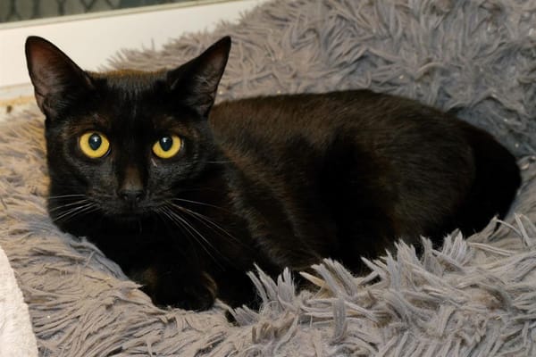 BONNIE A17040