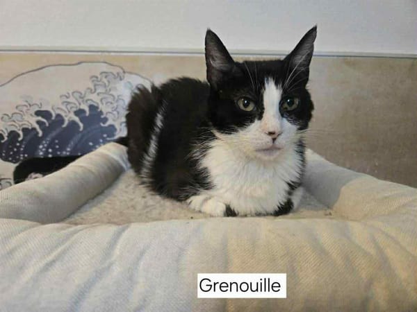 GRENOUILLE