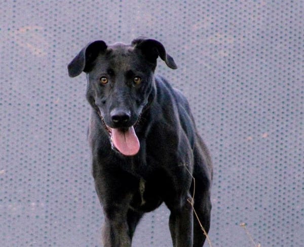 Cachou (réservée)