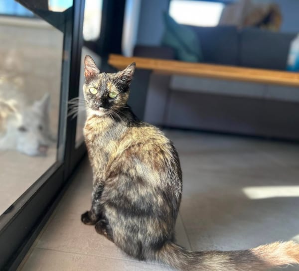 FRIDA