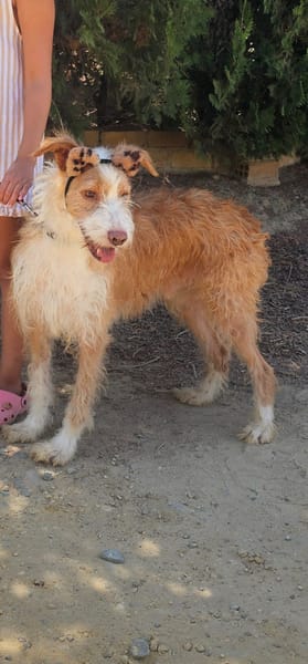Matteo
